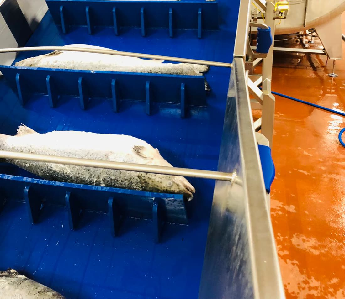 Frozen salmon entering the thawing line